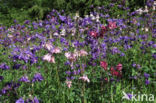 Columbine (Aquilegia vulgaris)