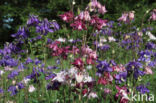 Wilde akelei (Aquilegia vulgaris)