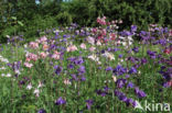 Wilde akelei (Aquilegia vulgaris)