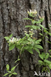 Honeysuckle (Lonicera periclymenum)