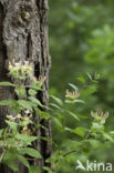 Honeysuckle (Lonicera periclymenum)