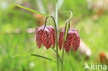 Wilde kievitsbloem (Fritillaria meleagris)