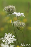 Wild Carrot (Daucus carota)