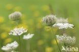 Wild Carrot (Daucus carota)