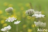 Wilde Peen (Daucus carota)