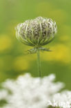 Wild Carrot (Daucus carota)