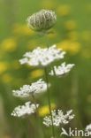 Wild Carrot (Daucus carota)