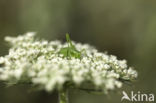 Wild Carrot (Daucus carota)