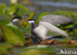 Whiskered Tern (Chlidonias hybridus)