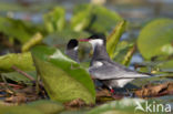 Whiskered Tern (Chlidonias hybridus)