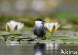 Whiskered Tern (Chlidonias hybridus)