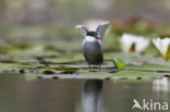 Whiskered Tern (Chlidonias hybridus)