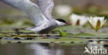 Whiskered Tern (Chlidonias hybridus)