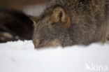 Grey Wolf (Canis lupus)