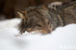 Grey Wolf (Canis lupus)