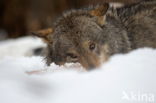 Grey Wolf (Canis lupus)