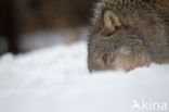 Grey Wolf (Canis lupus)