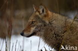 Grey Wolf (Canis lupus)