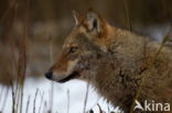 Wolf (Canis lupus)