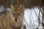 Grey Wolf (Canis lupus)