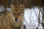 Grey Wolf (Canis lupus)