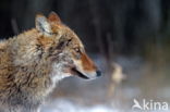 Grey Wolf (Canis lupus)