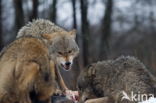 Grey Wolf (Canis lupus)