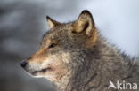 Grey Wolf (Canis lupus)