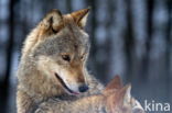 Grey Wolf (Canis lupus)