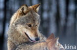 Wolf (Canis lupus)