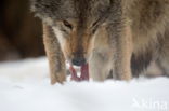 Wolf (Canis lupus)