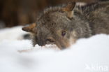 Grey Wolf (Canis lupus)