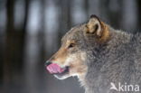 Grey Wolf (Canis lupus)