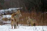 Wolf (Canis lupus)