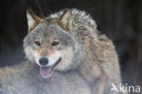 Grey Wolf (Canis lupus)