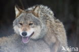 Wolf (Canis lupus)