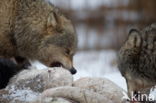 Grey Wolf (Canis lupus)