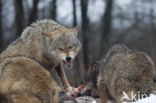 Grey Wolf (Canis lupus)