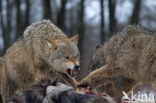 Grey Wolf (Canis lupus)