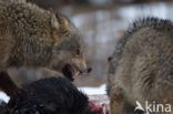 Grey Wolf (Canis lupus)