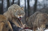 Grey Wolf (Canis lupus)