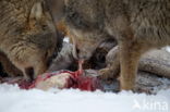 Grey Wolf (Canis lupus)