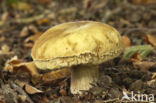 Wortelende boleet (Boletus radicans)