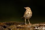 Song Thrush (Turdus philomelos)