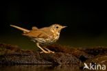 Song Thrush (Turdus philomelos)