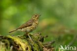 Zanglijster (Turdus philomelos)