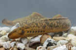 Sea Lamprey (Petromyzon marinus)