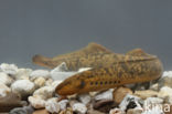 Sea Lamprey (Petromyzon marinus)