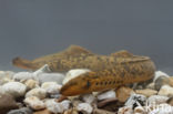 Sea Lamprey (Petromyzon marinus)