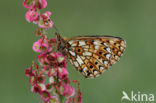 Small Pearl-Bordered Fritillary (Boloria selene)